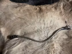 Eqviptus pannband,brunt med silvrigt klinker,snabbknäppe,41 cm,nytt