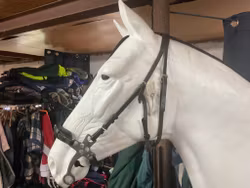 Träns med hackamore, cob/f, ej pannband