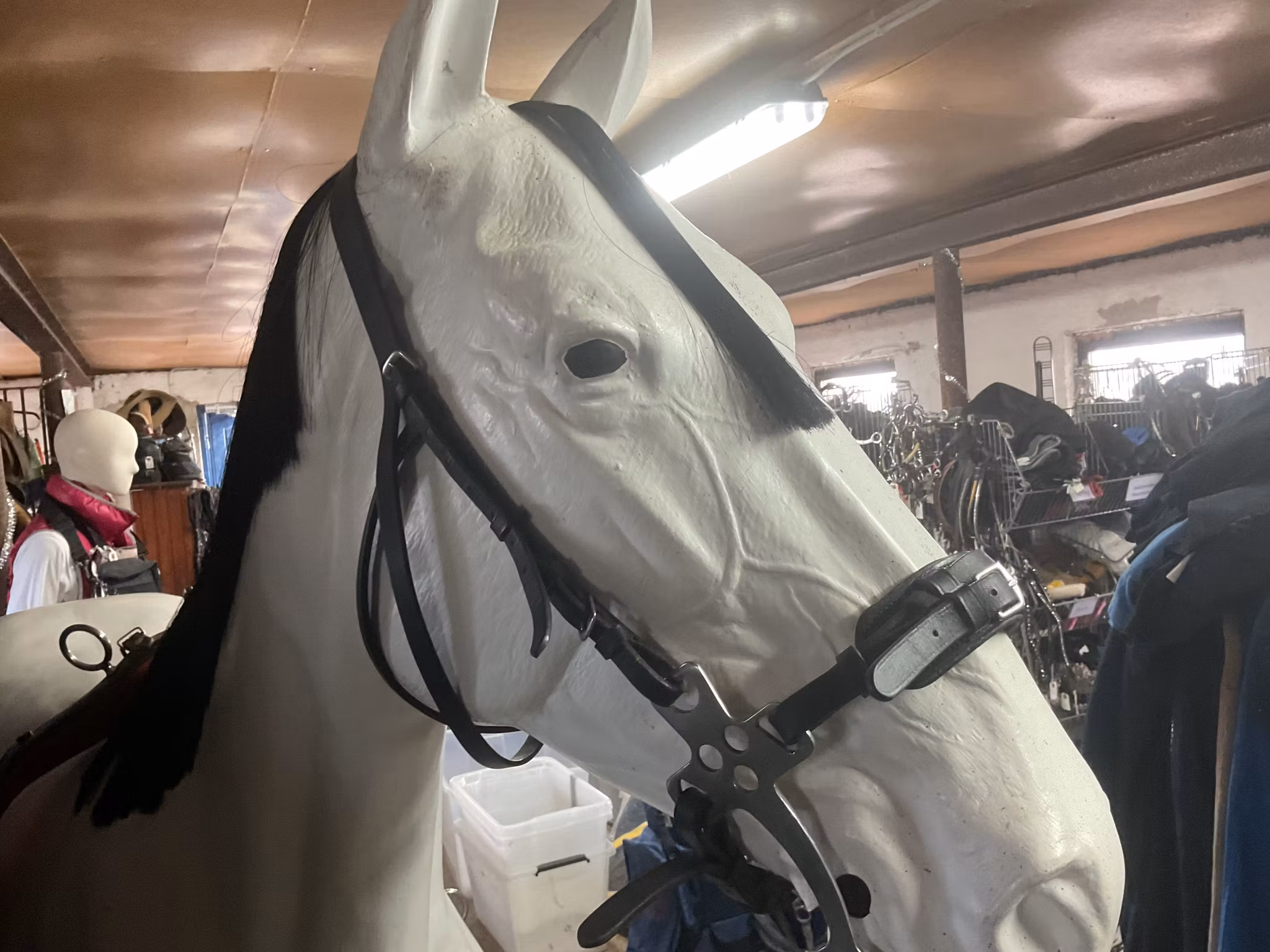 Träns med hackamore, cob/f, ej pannband
