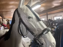 Träns med hackamore, cob/f, ej pannband