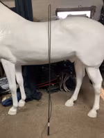 Longeringspisk