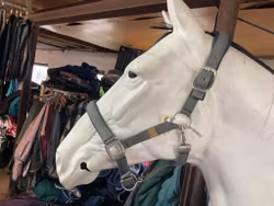 Get the gallop,alma,grimma, grå,XF