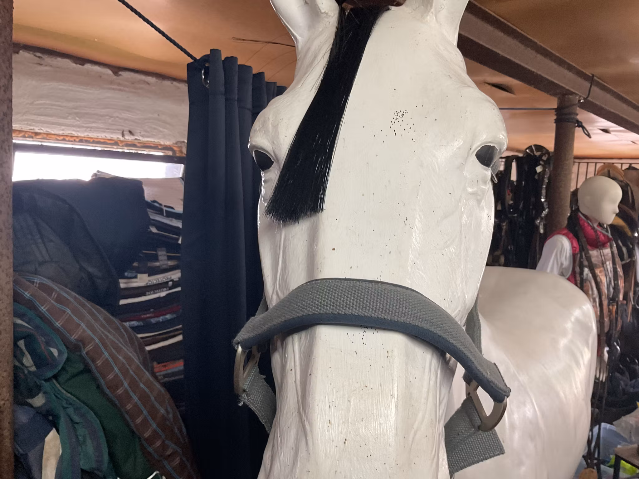 Get the gallop,alma,grimma, grå,XF