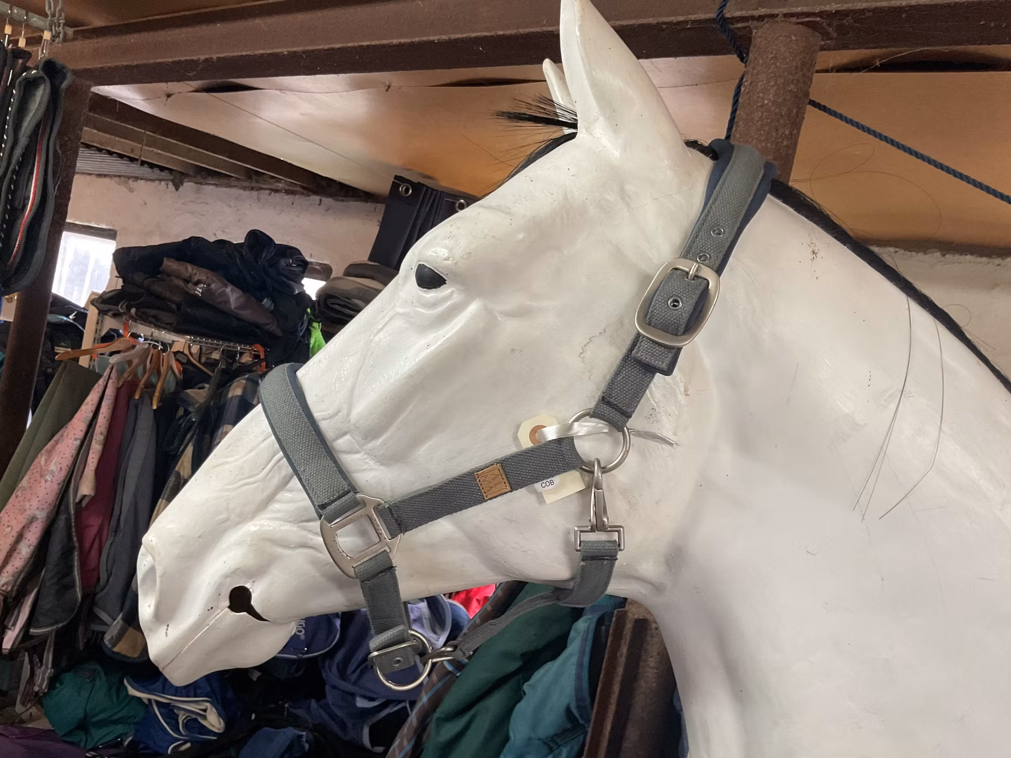 Get the gallop,alma, grimma, grå, cob