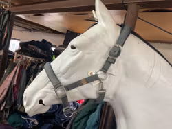 Get the gallop,alma, grimma, grå, cob