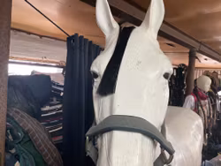 Get the gallop,alma, grimma, grå, cob