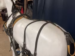 Ideal equestrian sele,f