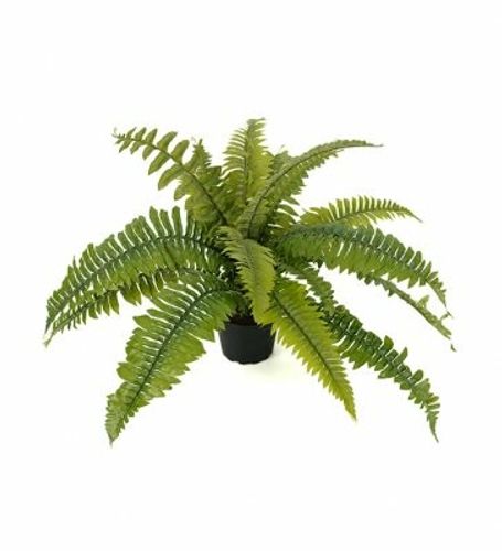 Ormbunke 30cm