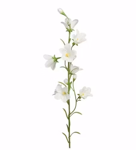 Vit blåklocka 65cm