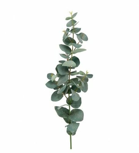 Eucalyptus 75cm