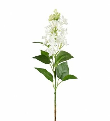 Syrén 60cm