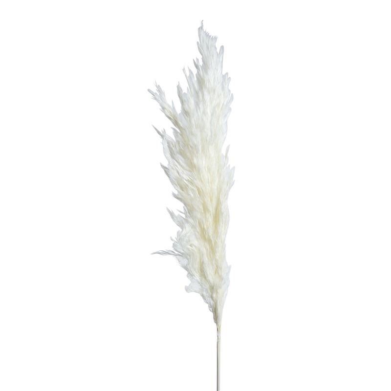 Vit Pampas 3st