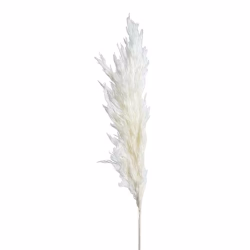 Vit Pampas 3st