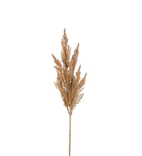 Pampasgräs Beige 80cm