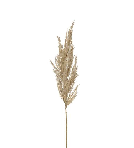Pampasgräs 90cm Beige