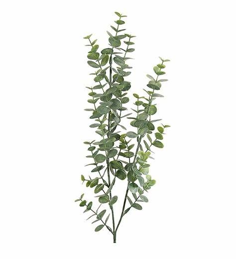 Eucalyptus kvist 74cm