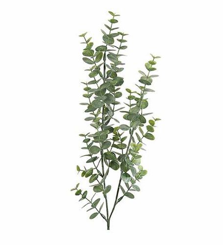 Eucalyptus kvist 74cm