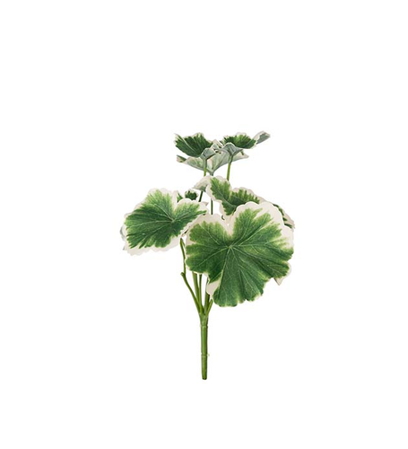 Geranium kvist 24cm