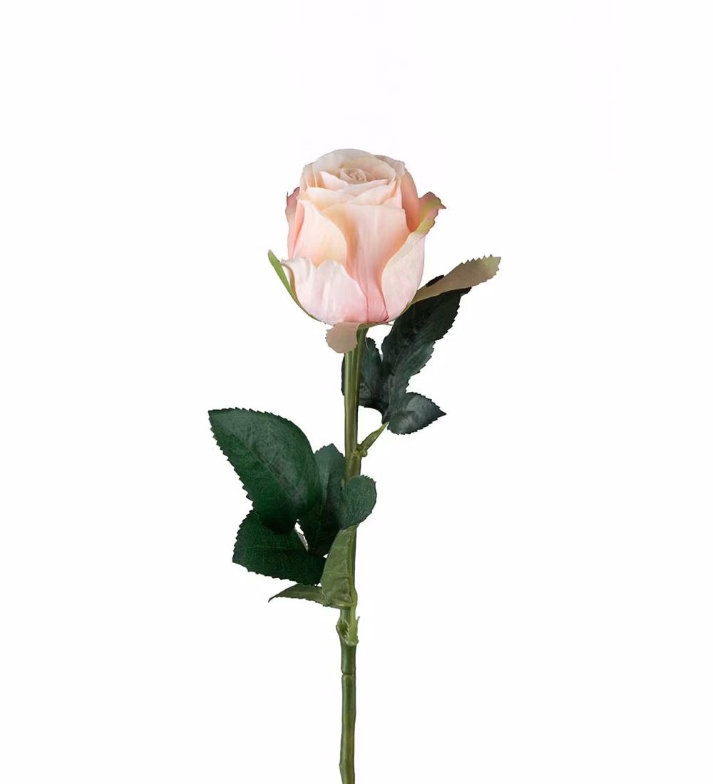 Rosa Ros 50cm