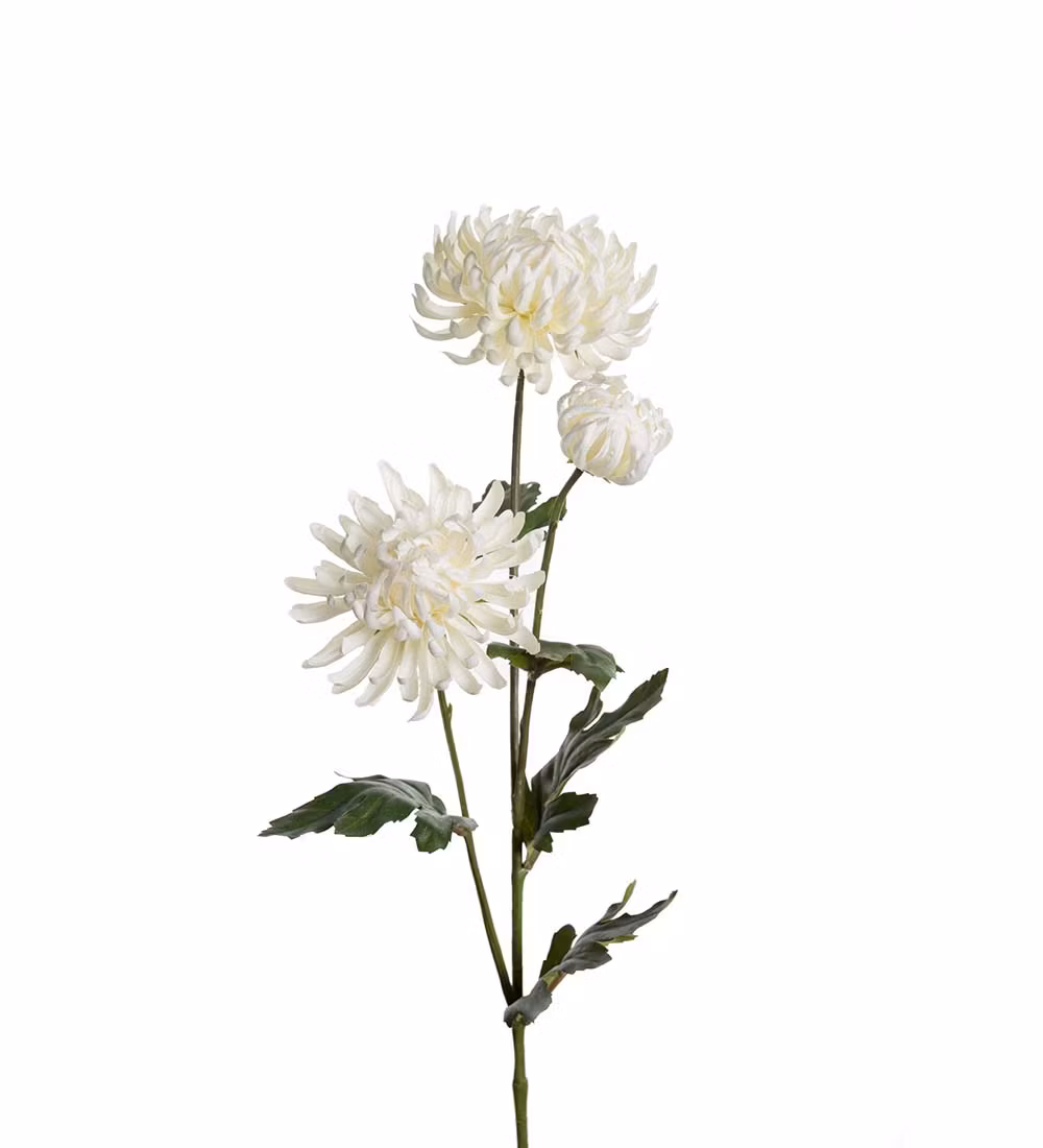 Vit Chrysanthemum