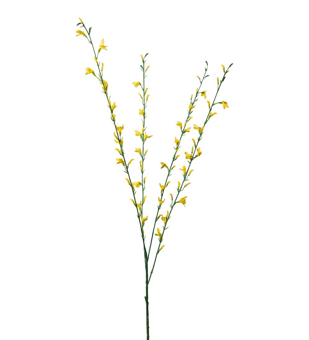 Ginst 80cm