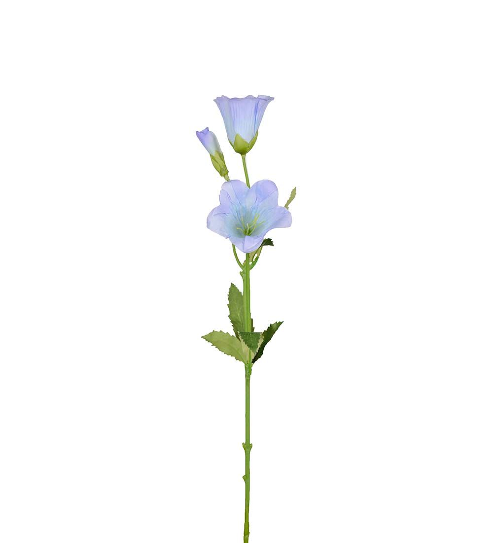 Blå Campanula 50cm