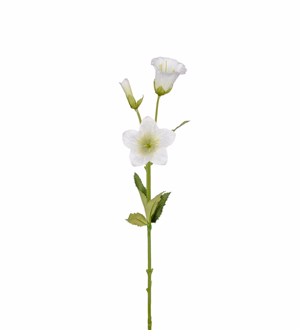 Vit Campanula 50cm