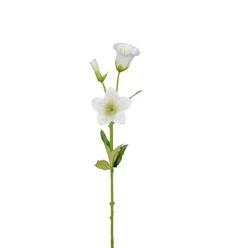 Vit Campanula 50cm