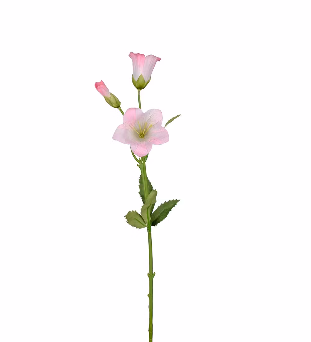 Rosa Campanula 50cm