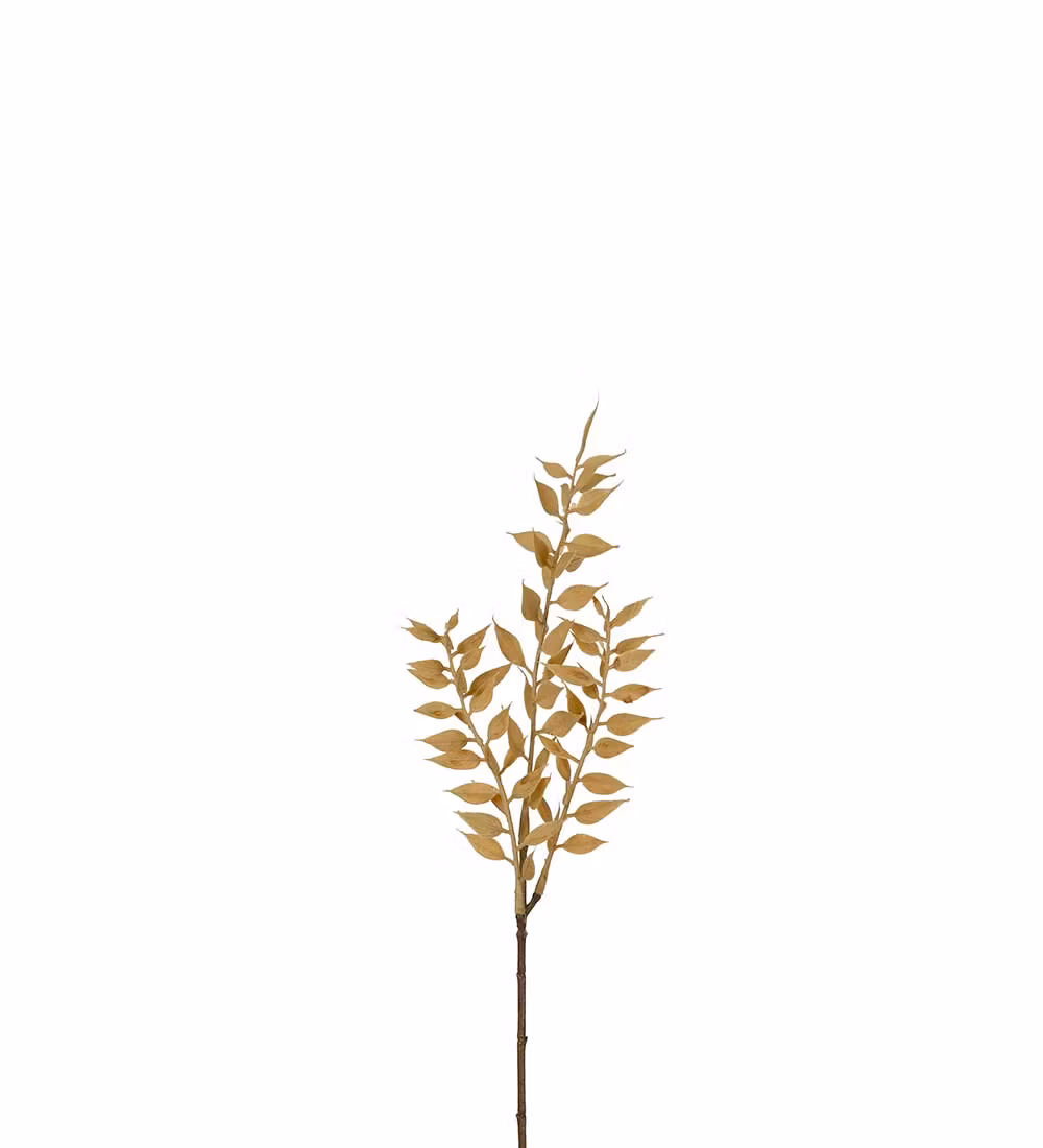 Ruscus 35cm