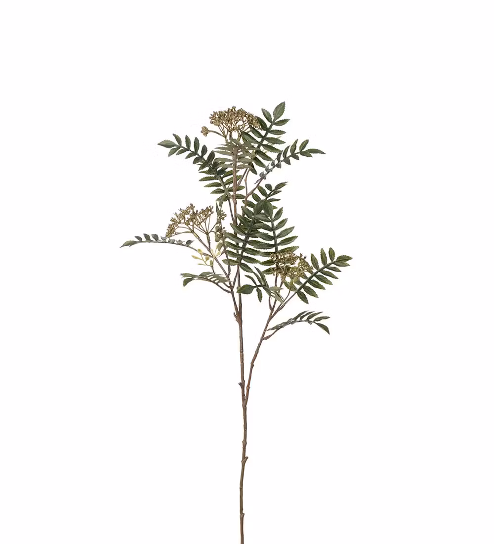 Rönn 80cm
