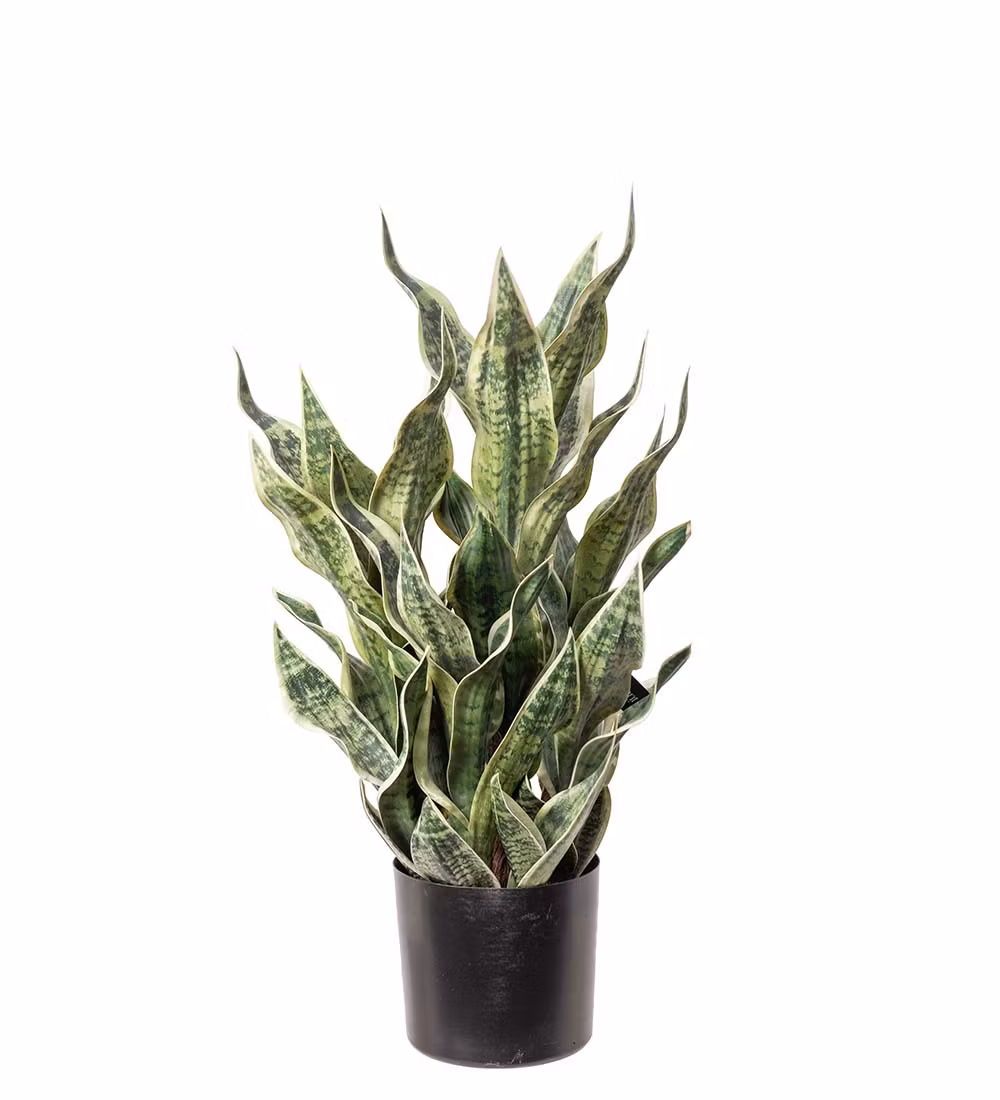 Sansiveria i kruka 80cm