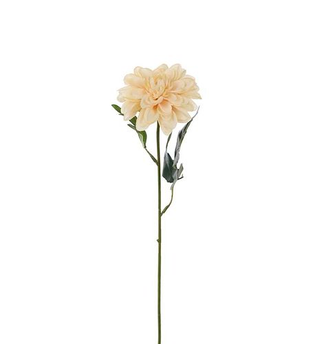 Zinnia Beige 45cm
