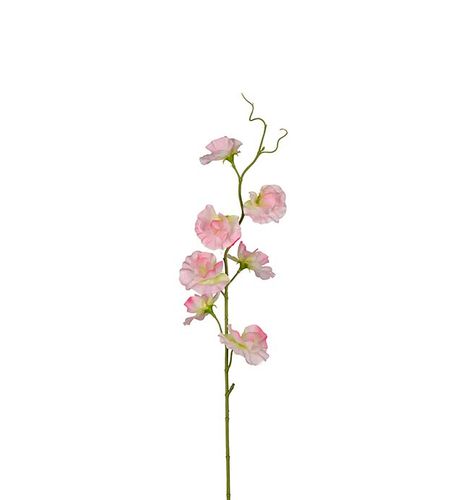 Luktärt Rosa 55cm