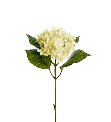 Vit Hortensia 40cm