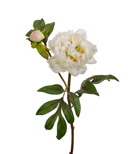 Pion Rosa 50cm