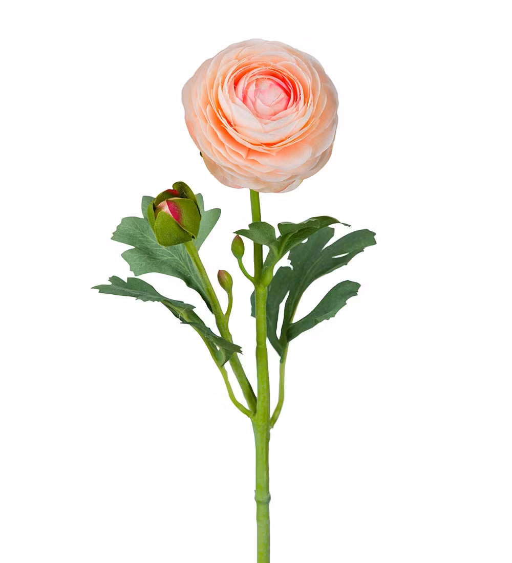 Aprikos Ranuncel 50cm