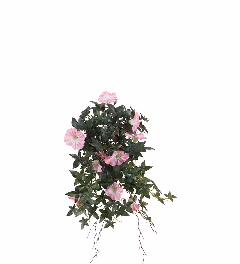 Rosa blomma för dagen