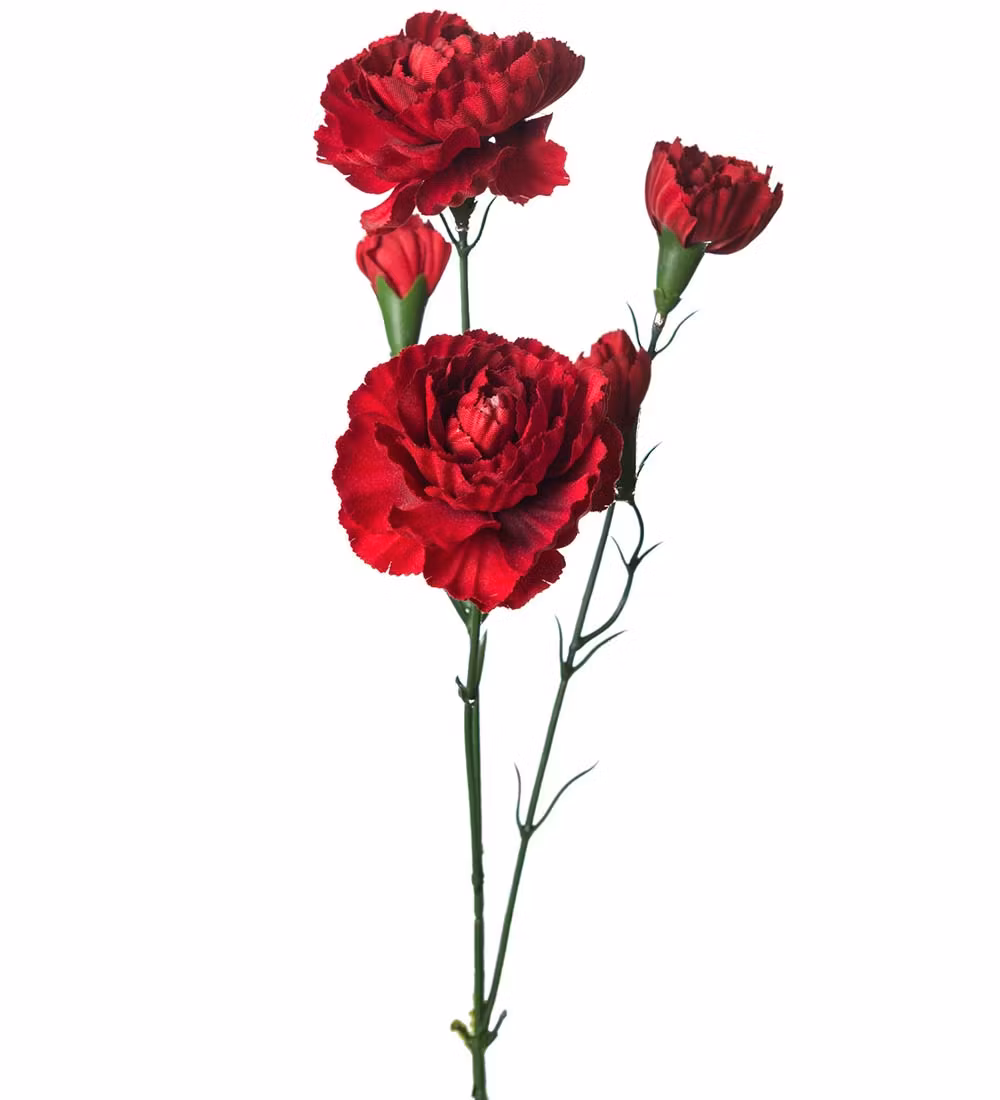 Nejlika Röd 65cm