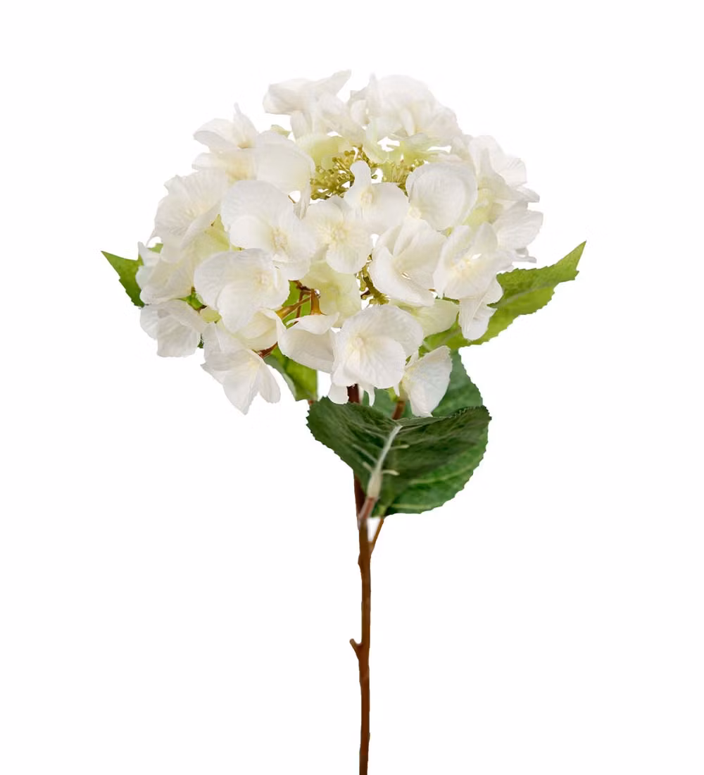 Vit Hortensia 45cm