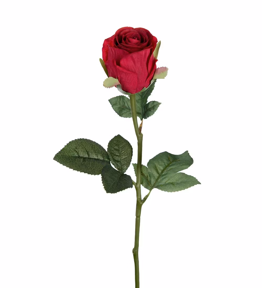 Röd Ros 50cm