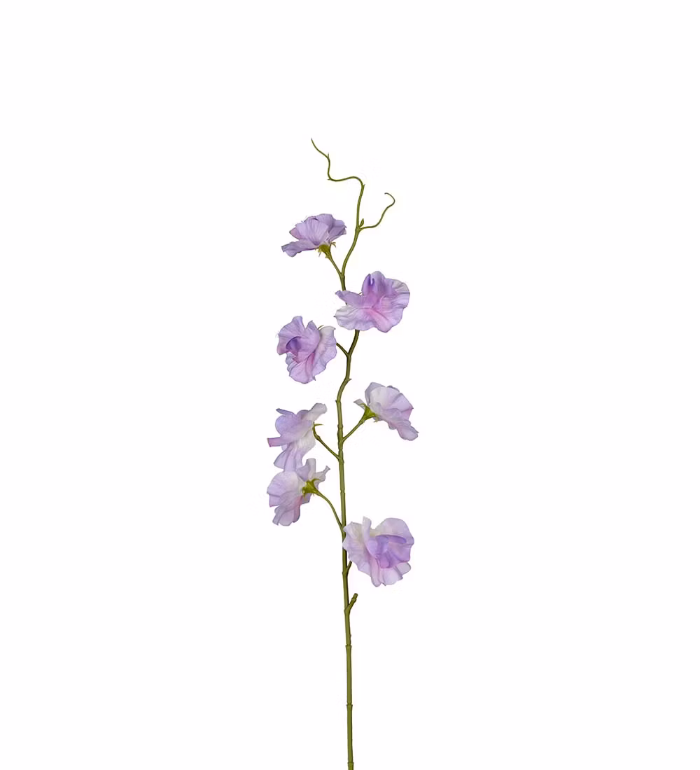 Lila Luktärt 55cm