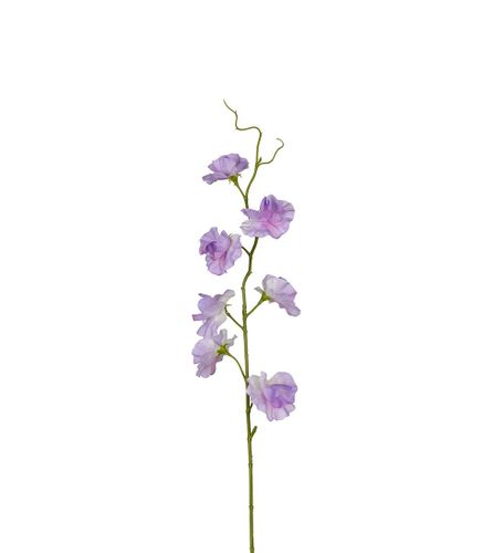 Lila Luktärt 55cm