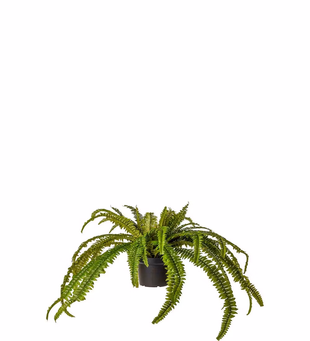 Ormbunke 55cm