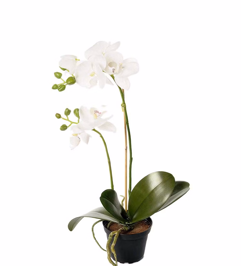 Phalaenopsis 45cm
