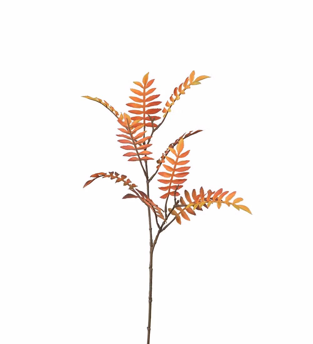 Rönn Orange 60cm