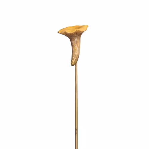 Kantarell på  5,5cm