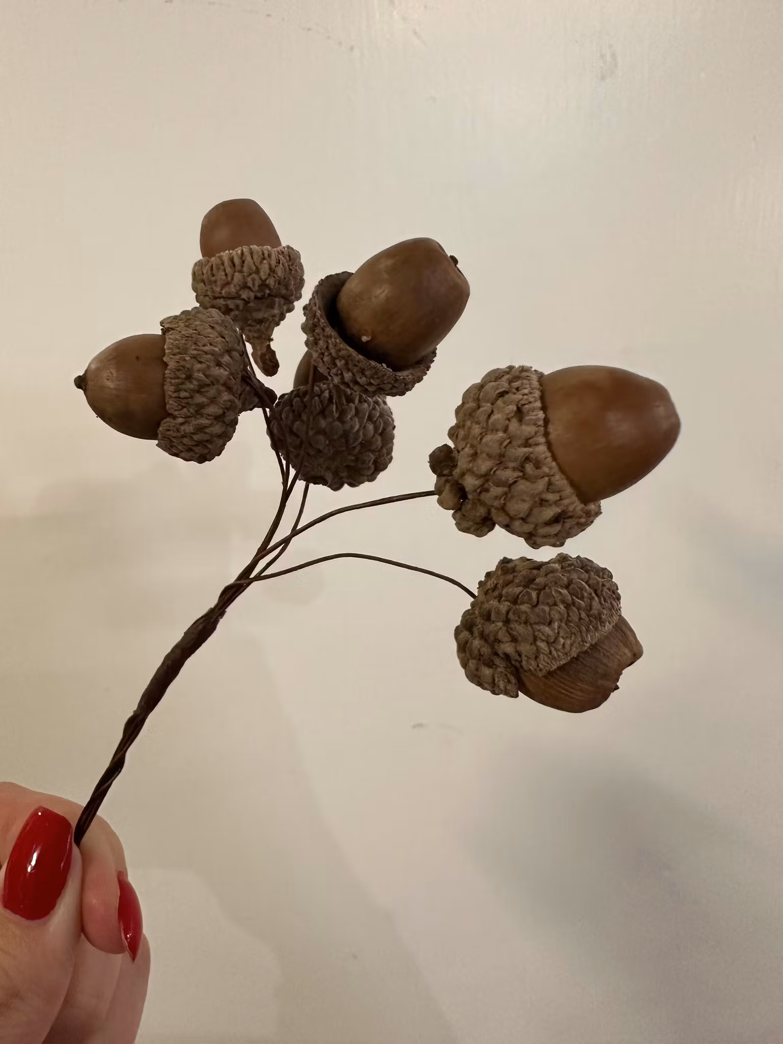 Ekollon 15cm 6st/bunt