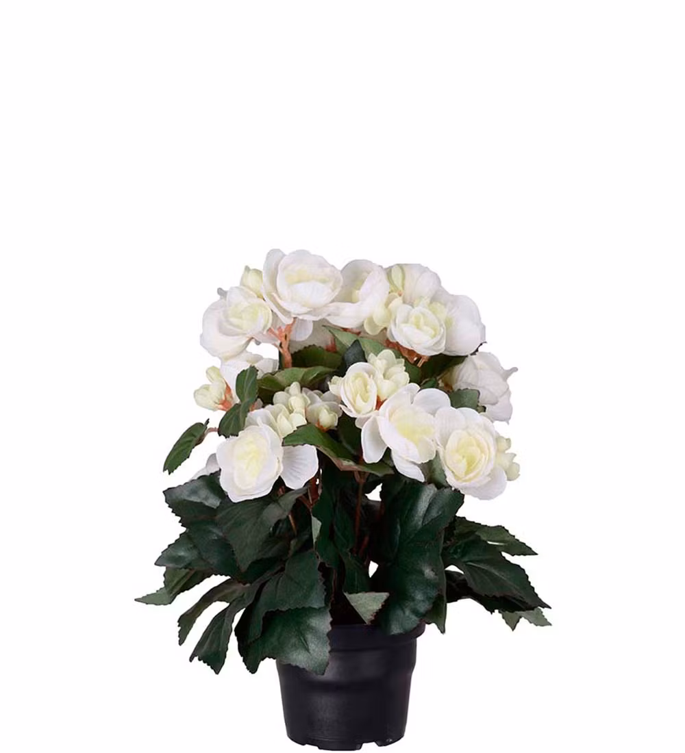 Vit Begonia 28cm