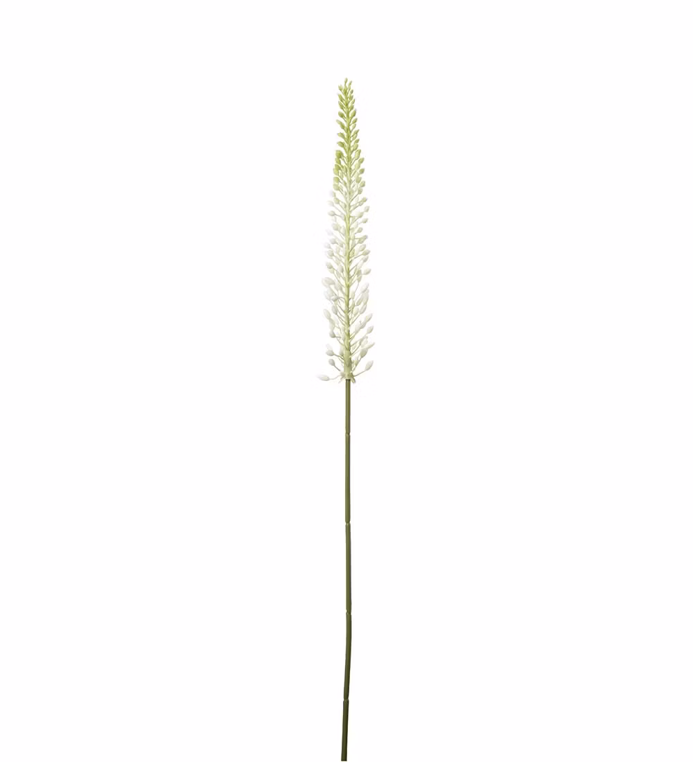 Eremurus Vit 75cm